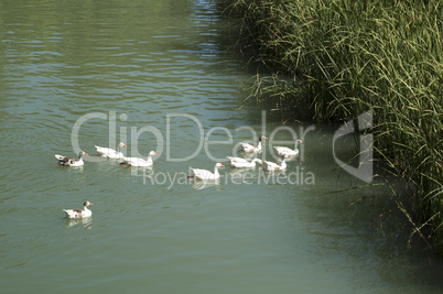 ducks in the river and reeds