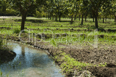 watering orchard