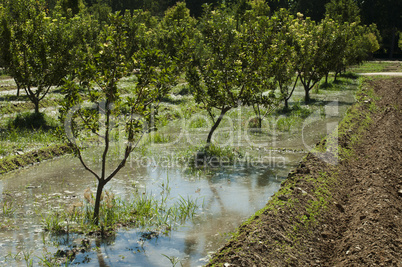watering orchard