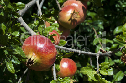 pomegranate on a tree branch