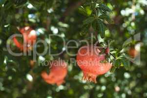 pomegranate on a tree branch