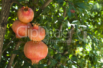 pomegranate on a tree branch