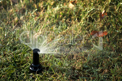 watering the garden