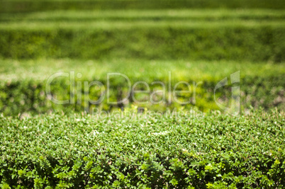 green background of garden shrubs