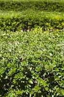 green background of garden shrubs