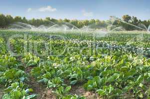 irrigation systems in a vegetable garden