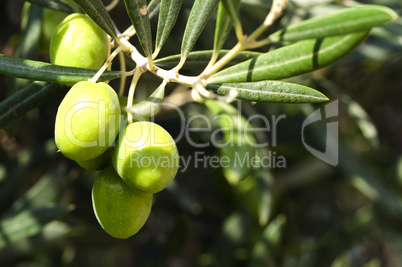 olives on a branch