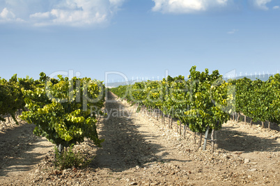 vineyards