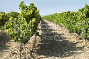 vineyards