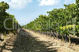 vineyards