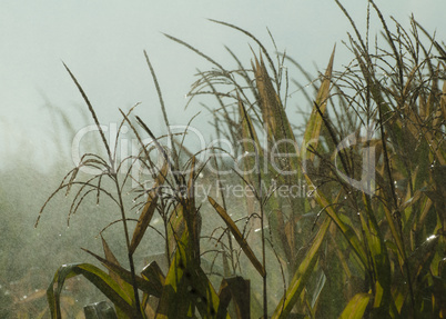 watering the corn plantation