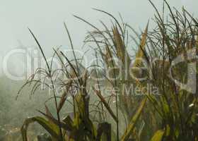 watering the corn plantation