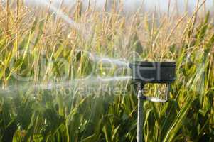 watering the corn plantation