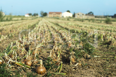 onions plantation