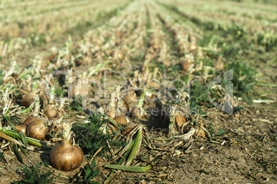 onions plantation