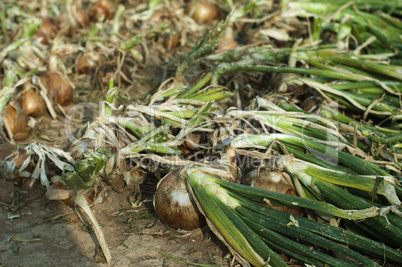 onions plantation