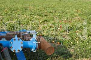irrigation system in tomato plantation