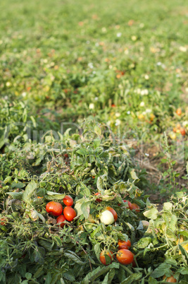 tomato plantation