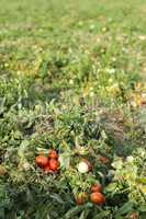 tomato plantation