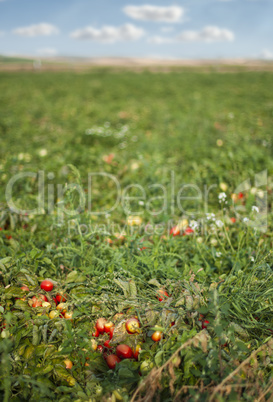 tomato plantation