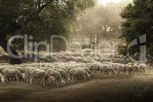 sheep herd