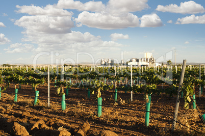 young vineyards and wine fabric