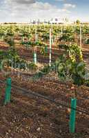 young vineyards and wine fabric