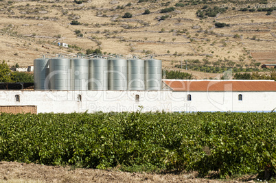 vineyards and winery factory