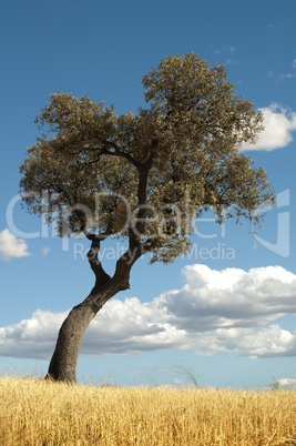 acorns tree and blue cloudy sky