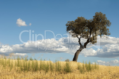 acorns tree and blue cloudy sky