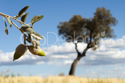 acorns tree and arcon