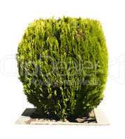 green garden shrub