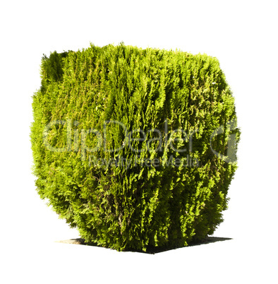 green garden shrub