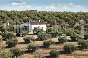 olive trees