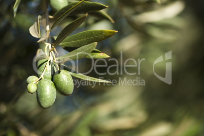 olives on a branch