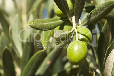 olives on a branch