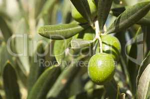 olives on a branch