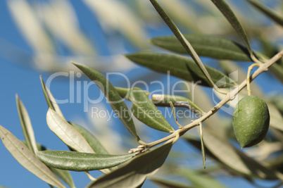 olives on a branch