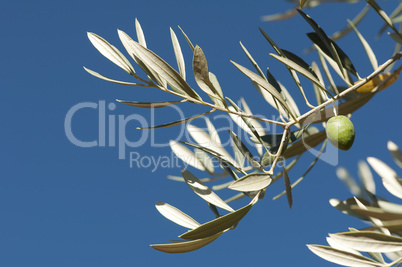 olives on a branch