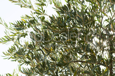 olives on a branch