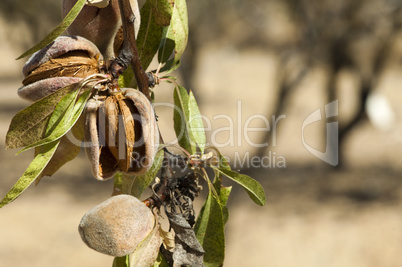 nearly ripe almonds