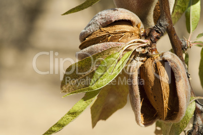 nearly ripe almonds