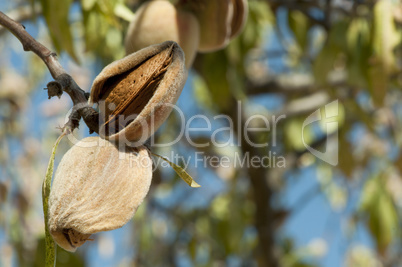 nearly ripe almonds