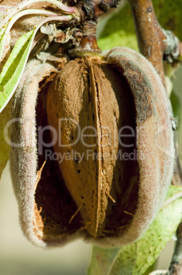 nearly ripe almonds