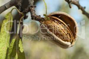 nearly ripe almonds