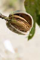 nearly ripe almonds