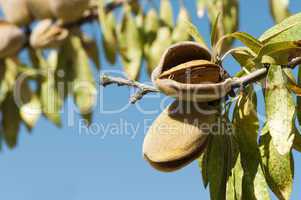 nearly ripe almonds