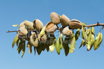 nearly ripe almonds