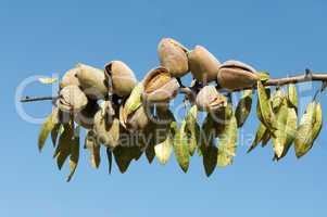 nearly ripe almonds