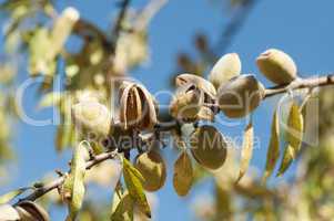 nearly ripe almonds